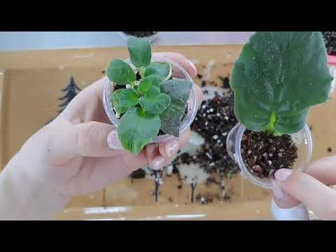 Видео: Как отделить детку от листа фиалки, зачем нужна тепличка?
