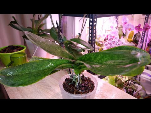 Видео: "Ветрянка" у орхидеи. Где бяка, а где силы заканчиваются. Верные признаки.