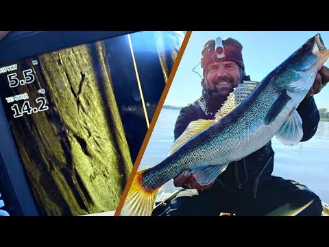 Видео: 🐟 Раздача СУДАКА в густом "коряжнике" 🌳🌲  Все Поклевки в кадре👍. Уловистый силикон 😉 18+