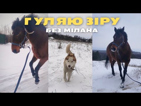 Видео: ВИГУЛ КОНЯ В РУКАХ - 13 січня 2024