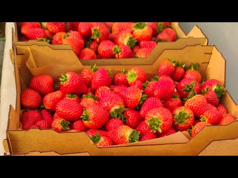 Видео: Свежая клубника в Сибири в ноябре 🍓 К нам в Тайгу едут за свежей ягодой мастера кондитеры.