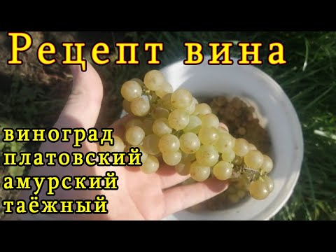 Видео: рецепт вина из винограда АМУРСКИЙ ТАЕЖНЫЙ ПЛАТОВСКИЙ