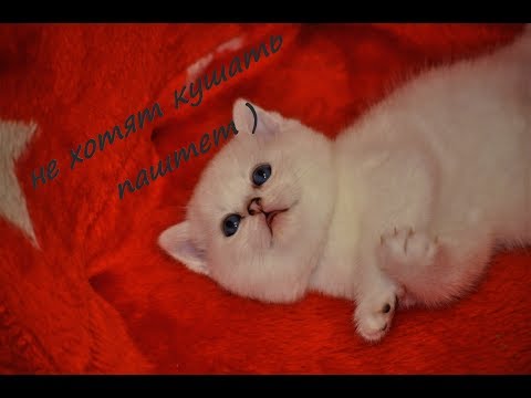 Видео: первый прикорм у котят / будут ли кушать