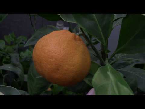 Видео: Citrus reticulata variegata  Мандарин Уншиу пестролистный