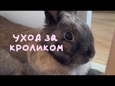 Видео: УХОД за декоративным кроликом😛