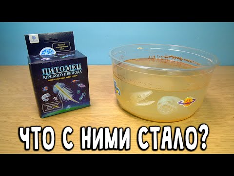 Видео: Что случилось с Питомцами Юрского Периода из Фикспрайс?Артемии