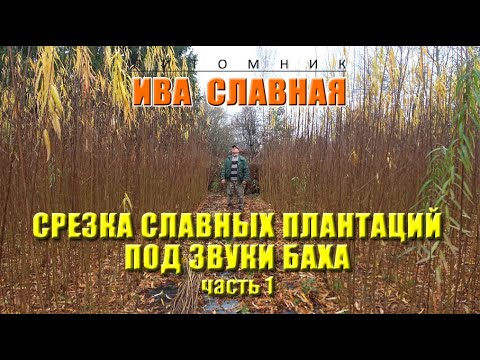 Видео: Ива Славная: Срезка славных плантаций ивы под звуки Баха  Часть 1 (23.10.2024)
