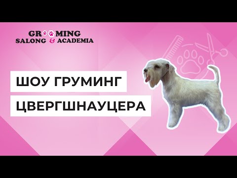 Видео: Шоу Груминг Цвергшнауцера / Zwergschnauzer Show Grooming by Irina Vinogradova