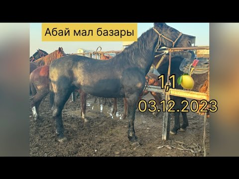 Видео: Абай мал базар 03.12.2023 Сарыағаш қаласы өте керемет бағада