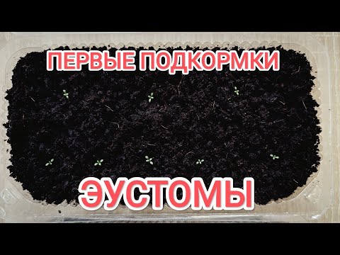 Видео: ЭУСТОМА взошла l Что дальше? l Первые важные моменты. 2024