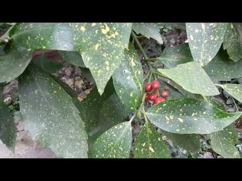 Видео: ЮЖНЫЙ САД!АУКУБА!НЕПРИХОТЛИВАЯ КРАСАВИЦА В САДУ!УХОД,ОБРЕЗКА!ЭЛЕАГНУС!5 МАРТА 2024 Г.☘🌳☘ВЕСНА +16🌞🌞🌞