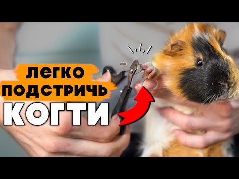 Видео: 4 простых шага - Как Подстричь Когти Морской Свинке ПРАВИЛЬНО