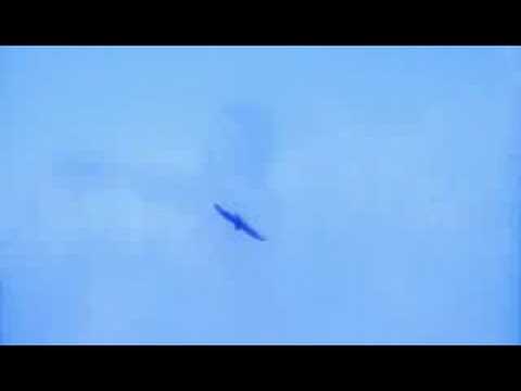 Видео: Shmely - Woman-Bird / ШМели - Женщина-Птица