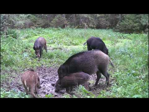 Видео: Загадки леса в объективе фотоловушки! Кто попался?