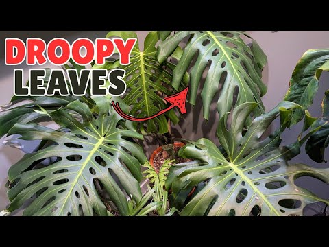 Видео: моя большая монстера проявляет признаки стресса