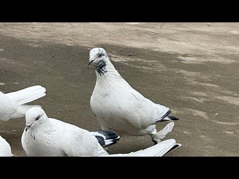 Видео: Как псле вакцинации голуби себя чувствуют 🕊️ вакцина голубь НБ ( от парамиксовируса )касали гардан