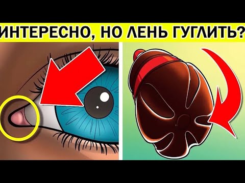 Видео: ИНТЕРЕСНЫЕ факты которые вам ЛЕНЬ ГУГЛИТЬ