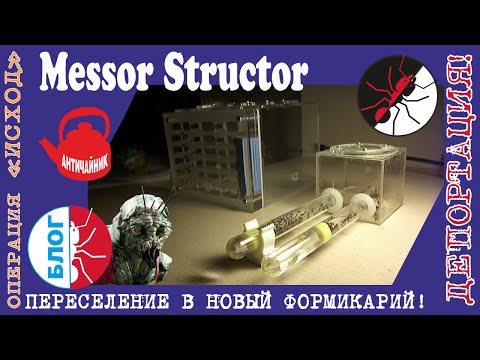 Видео: Муравьи Messor Structor. Пересадка в новый формикарий