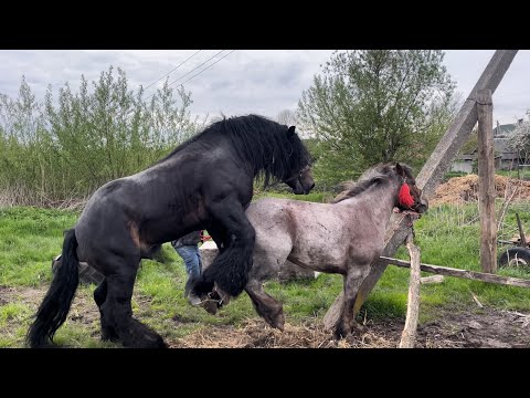 Видео: Гарна дерешка на паровці🔥Коні Ваговози💣Алан, жеребець на паровку💪