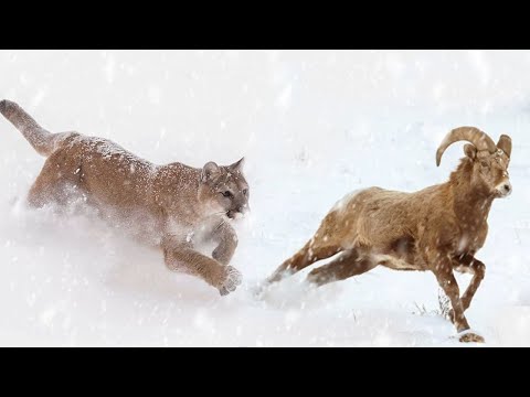 Видео: Вот как ПУМА охотится зимой! Олени и Бараны боятся ее как ОГНЯ!
