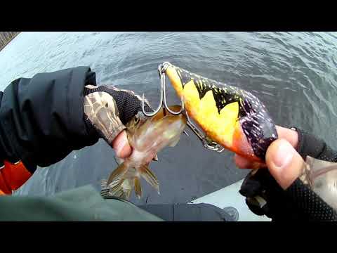 Видео: День трофеев у Валеры! Salmo Slider 10F и Strike Pro Baby Buster ловили трешек!