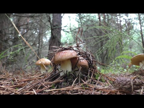 Видео: ((МАЛЫШ ПОЙМАЛ ЗАЙЦА!)) В ЛЕС ПО ГРИБЫ! Разнообразие лесных грибов!