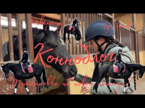 Видео: Конноблог/ Конный спорт/тренировка на новой лошади (Хартум)