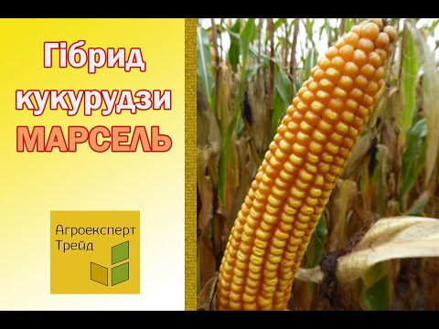 Видео: Кукурудза Марсель 🌽 - опис гібрида 🌽
