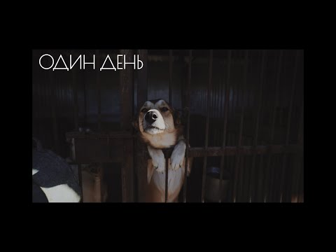 Видео: «Один день». Специальный репортаж о жизни собачьего приюта | #прожизнь (2025)