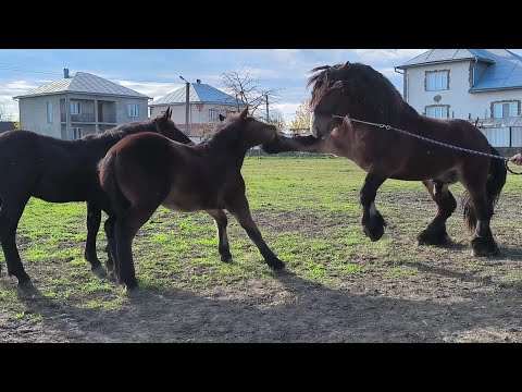 Видео: ЗНАЙОМСТВО МАЛЕЧІ З ІГІ/POLSKI ARDEN/PERCHERON/BRETON.