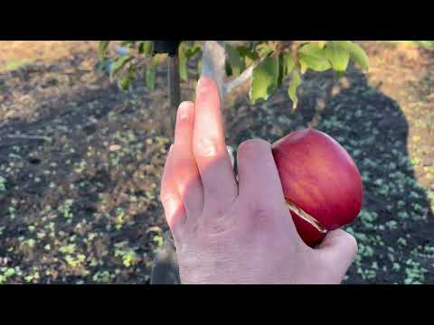 Видео: Сорт яблук Ліголіна