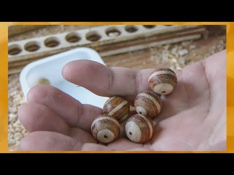Видео: Как сделать красивые деревянные шарики для браслета