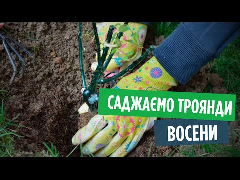 Видео: ОСІННЯ ПОСАДКА ТРОЯНД: Як саджати, добрива для троянд та чим укривати восени? 🌹 Покрокова інструкція