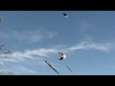 Видео: Хочу миллион