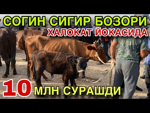 Видео: НАРХЛАР КУЛАМОКДА! 23 ОКТЯБРЬ СОГИН СИГИР НАРХЛАРИ 2025. ЧИРОКЧИ МОЛ БОЗОРИ НАРХЛАРИ 2025.