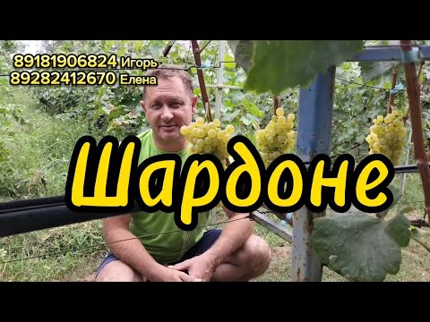 Видео: Шардоне - белое золото!!!