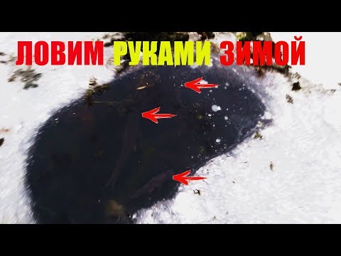 Видео: Рыбалка зимой РУКАМИ В ЗАМЕРЗШЕЙ ЛУЖЕ 
ТАК МЫ ЕЩЕ НЕ РЫБАЧИЛИ