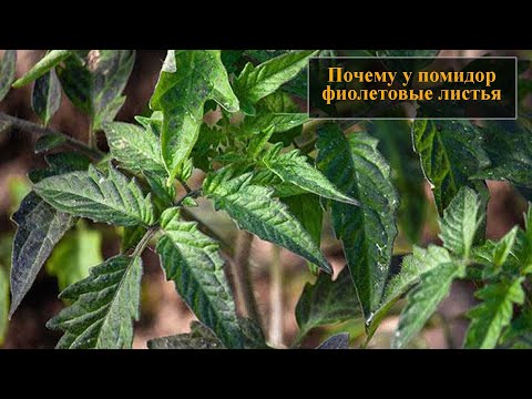 Видео: У помидор фиолетовые листья