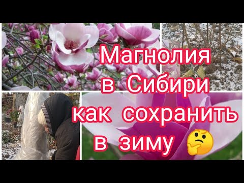 Видео: МАГНОЛИЯ В СИБИРИ . КАК СОХРАНИТЬ МАГНОЛИЮ В ЗИМУ 🤔🌺