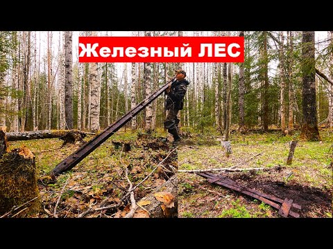 Видео: Это просто ЖЕЛЕЗНЫЙ ЛЕС! Нашел в лесу остатки железной дороги. #тайга #металокоп #металоискатель
