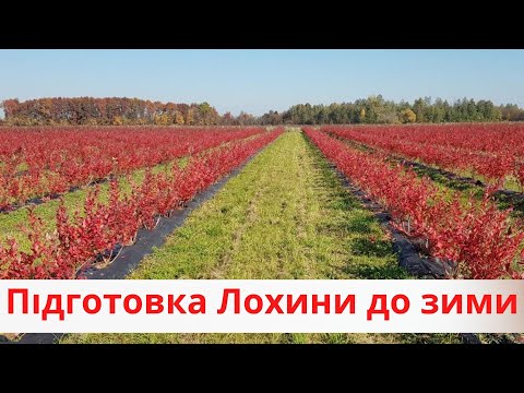 Видео: Як підготовити Лохину до зими?
