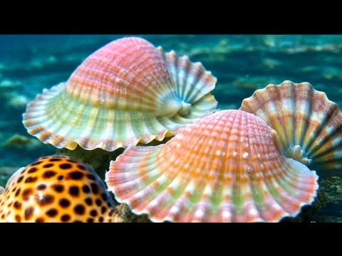 Видео: Сезон сбора гигантских жемчужных гребешков. Пресноводные жемчужницы. Ракушечный жемчуг.