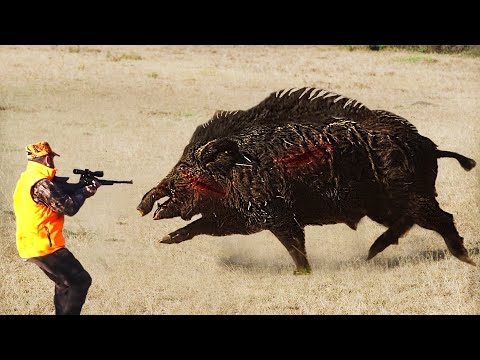 Видео: 50 самых невероятных выстрелов из кабана, ТОП-50 охоты на кабана