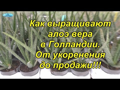 Видео: Алоэ Вера- как его выращивают в Голландии.