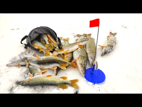 Видео: Жор КРУПНОЙ ЩУКИ!! Мамки атакуют! Рыбалка на жерлицы по первому льду