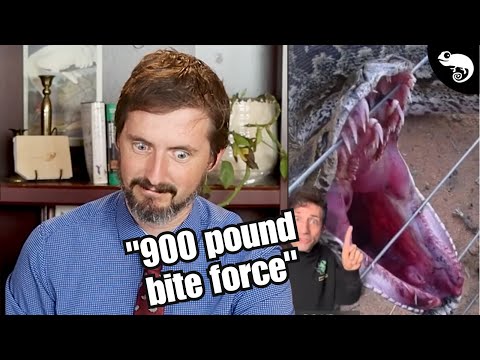 Видео: Зоолог отреагировал на УЖАСНЫЕ (и ужасно вирусные) видео со змеями