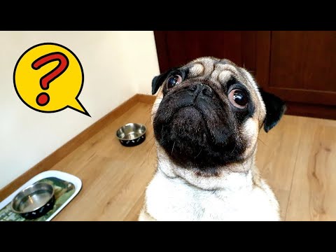 Видео: МОПСЫ !!! Раскрыта ЗАГАДКА !!!