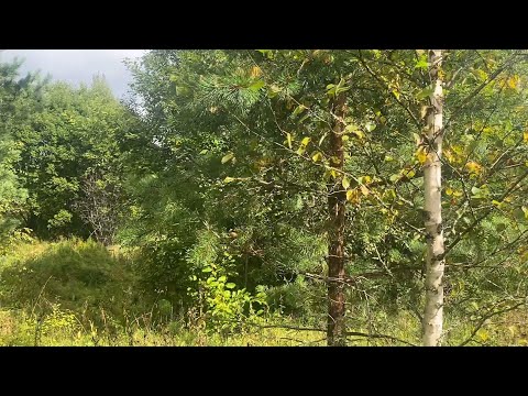 Видео: асмр в деревне 🌲🫐🫐🫦