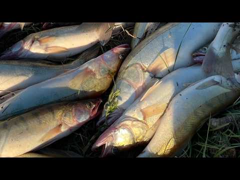 Видео: ПОД ЛОДКОЙ ТОННЫ СУДАКА! ПОКЛЕВКИ НА КАЖДОМ ЗАБРОСЕ! ЭТО МЕЧТА РЫБАКА! Рыбалка 2024!