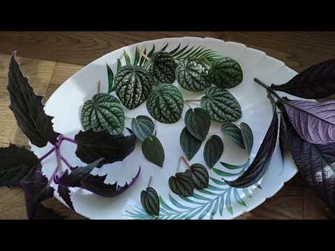 Видео: Снова размножаю растения.